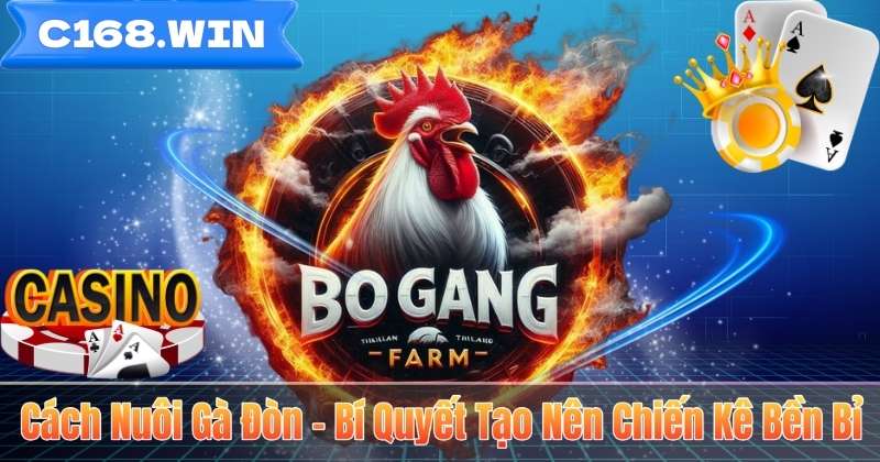 Cách Nuôi Gà Đòn – Bí Quyết Tạo Nên Chiến Kê Bền Bỉ Cách Nuôi Gà Đòn – Bí Quyết Tạo Nên Chiến Kê Bền Bỉ