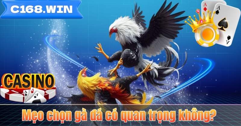 Mẹo Chọn Gà Đá – Bí Quyết Nhận Diện Chiến Kê Dũng Mãnh Mẹo chọn gà đá có quan trọng không?