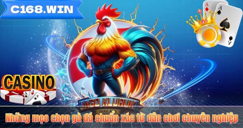 Mẹo Chọn Gà Đá – Bí Quyết Nhận Diện Chiến Kê Dũng Mãnh Những mẹo chọn gà đá chuẩn xác từ dân chơi chuyên nghiệp