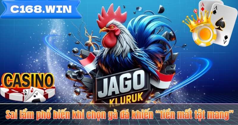 Mẹo Chọn Gà Đá – Bí Quyết Nhận Diện Chiến Kê Dũng Mãnh Sai lầm phổ biến khi chọn gà đá khiến “tiền mất tật mang”